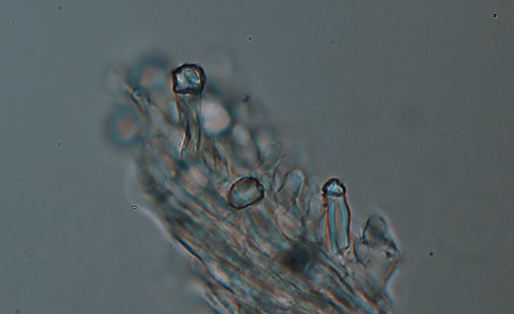 Altra crosta da determinare-foto 0927 (Trichaptum abietinum)